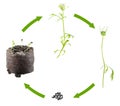 Life cycle of Nigella sativa or Black caraway isolated on white background. Growth stages of plant from seed to fruit