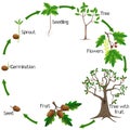 Life cycle of a oak tree on a white background.