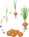 Life cycle of onion plant. Stages of growth from seed and sprout to harvest