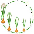 Life cycle of a onion plant on a white background.