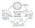 The life cycle of parvovirus in dogs. Canine gastrointestinal disease.