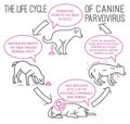 The life cycle of parvovirus in dogs.