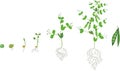 Life cycle of pea plant with root system. Stages of pea growth from seed to adult plant with fruits