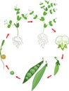 Life cycle of pea plant with root system. Stages of pea growth from seed and sprout to adult plant with fruits