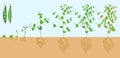 Life cycle of pea plant with root system. Stages of pea growth from seed and sprout to adult plant with fruits