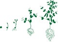 Life cycle of pea plant. Stages of pea growth from seed to adult plant with fruits Royalty Free Stock Photo