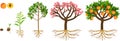 Life cycle of peach tree. Plant growing from seed to peach tree with ripe fruits and root system