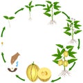 Life cycle of pepino melon plant on a white background.