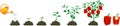 Life cycle of pepper plant. Growth stages from seed to flowering and fruiting plant with ripe red peppers Royalty Free Stock Photo