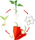 Life cycle of pepper plant. Stages of growth from seed and sprout to adult plant and ripe red fruit Royalty Free Stock Photo