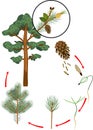 Life cycle of pine tree. Stages of plant growth from seed to mature pine tree with cones