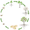 Life cycle of pistachio plant on a white background. Royalty Free Stock Photo