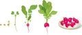 Life cycle of plant. Stages of radish growth from seed to harvest