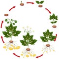 Life cycle of potato plant on a white background. Royalty Free Stock Photo