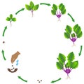 Life cycle of purple kohlrabi plant on a white background.