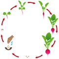 Life cycle of radish plant on a white background.