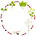 The life cycle of a rapeseed plant on a white background.