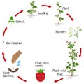 Life cycle of a raspberry plant on a white background.