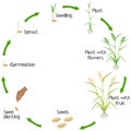 Life cycle of a rice plant on a white background.
