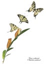 Life cycle of scarce swallowtail