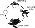 Life cycle of sea turtle. Sequence of stages of development of turtle from egg to adult animal