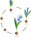 Life cycle of Siberian squill or Scilla siberica. Royalty Free Stock Photo