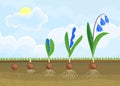 Life cycle of Siberian squill or Scilla siberica. Royalty Free Stock Photo