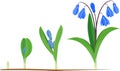 Life cycle of Siberian squill or Scilla siberica. Royalty Free Stock Photo