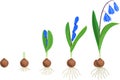 Life cycle of Siberian squill or Scilla siberica. Stages of growth from bulb to flowering plant Royalty Free Stock Photo