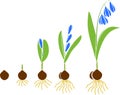 Life cycle of Siberian squill or Scilla siberica. Stages of growth from bulb to flowering plant Royalty Free Stock Photo