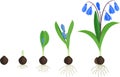 Life cycle of Siberian squill or Scilla siberica. Stages of growth from bulb to flowering plant Royalty Free Stock Photo