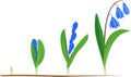 Life cycle of Siberian squill or Scilla siberica.