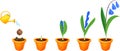 Life cycle of Siberian squill or Scilla siberica. Royalty Free Stock Photo