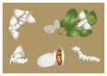 Life cycle of silkmoth Royalty Free Stock Photo