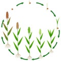 Life cycle of sorghum plant on a white background.