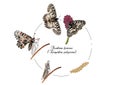 Life cycle of southern festoon butterfly Royalty Free Stock Photo
