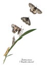 Life cycle of southern festoon butterfly Royalty Free Stock Photo