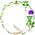 Life cycle of a soybean plant on a white background. Royalty Free Stock Photo