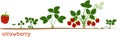 Life cycle of strawberry. Plant growth stage from seed to strawberry plant with ripe red berries Royalty Free Stock Photo