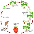 Life cycle of a strawberry plant on a white background. Royalty Free Stock Photo