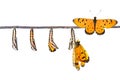 Life cycle of Tawny Coster transform from caterpillar to butterfly