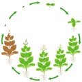 Life cycle of a tobacco plant on a white background.