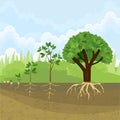 Life cycle of a tree: from seed to large tree Royalty Free Stock Photo