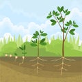 Life cycle of a tree: from seed to large tree Royalty Free Stock Photo