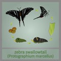 Life Cycle Zebra Swallowtail Butterfly