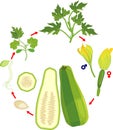 Life cycle of zucchini plant. Growth stages from seed to green plant and harvest Royalty Free Stock Photo