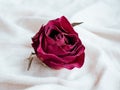 One bud of dried red rose flower on pastel linen fabric background. Traditional symbol of a broken heart and lost love Royalty Free Stock Photo