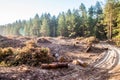 Life and Death contrast - Cut down trees next to living forest Royalty Free Stock Photo