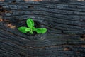 Life after death, green sprout on the coals after the fire. Rebirth of nature after the fire. Rebirth concept Royalty Free Stock Photo