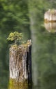 Life and death: small pine wood growing on an old tree trunk in Royalty Free Stock Photo